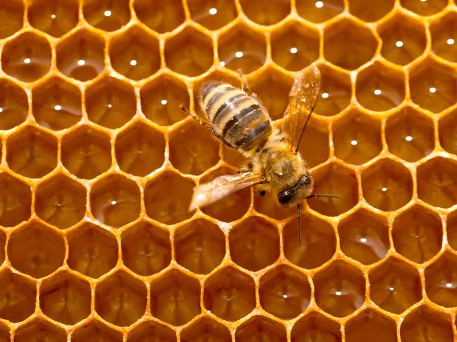 Queen Bee